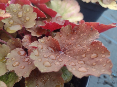 Żurawka 'Pink Pearls' (W)