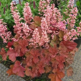 Żurawka 'Pink Pearls' (W)