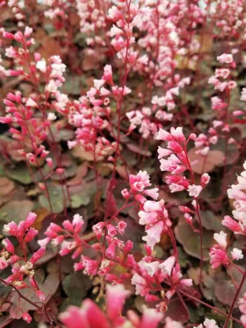 Żurawka 'Pink Pearls' (W)