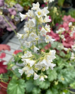 Żurawka 'Princess Bianca' (W)