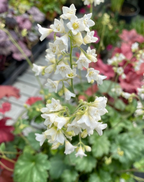 Żurawka 'Princess Bianca' (W)