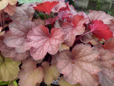 Żurawka 'Princess Leila' (L)