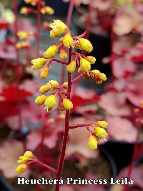 Żurawka 'Princess Leila' (L)