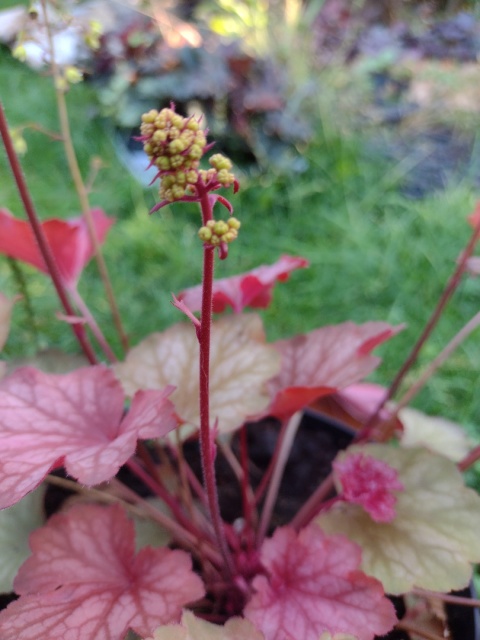 Żurawka 'Princess Leila' (L)