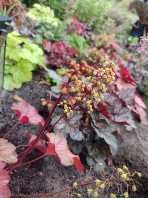 Żurawka 'Princess Leila' (L)