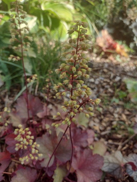 Żurawka 'Princess Leila' (L)