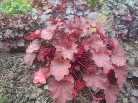 Żurawka 'Princess Leila' (L)