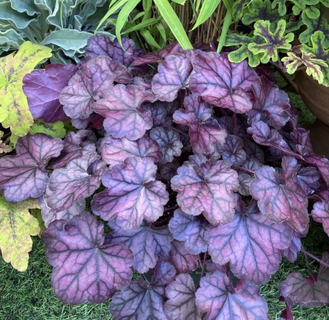 Żurawka 'Purple Jewel' (W)