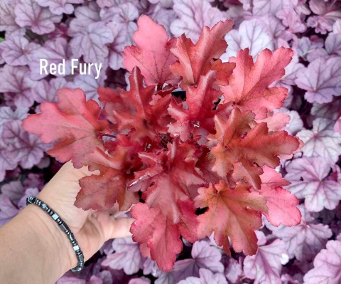 Żurawka 'Red Fury' (L)