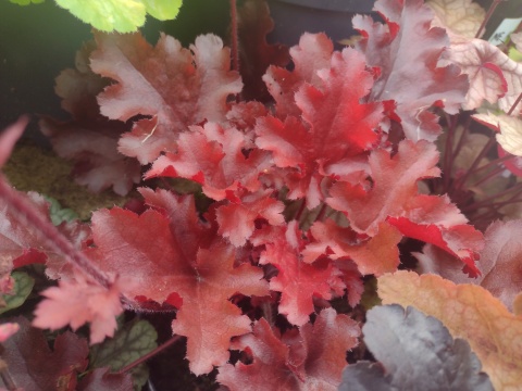 Żurawka 'Red Fury' (L)