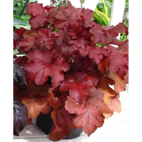 Żurawka 'Red Sea' (L)