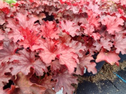 Żurawka 'Ruby Tuesday' (W)