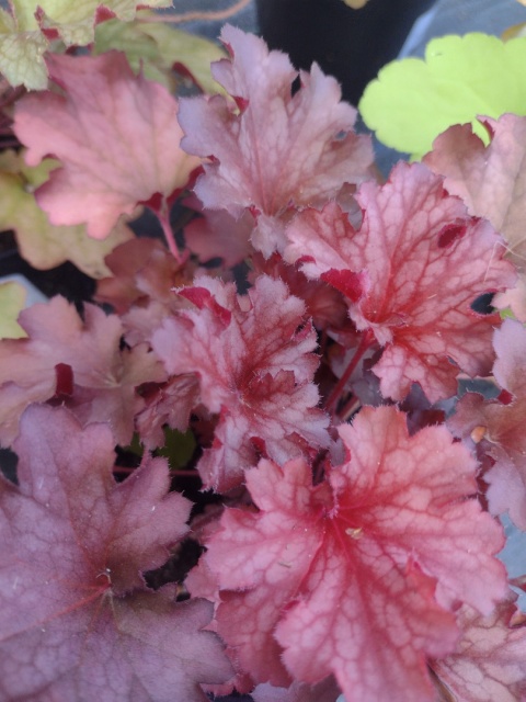 Żurawka 'Ruby Tuesday' (W)