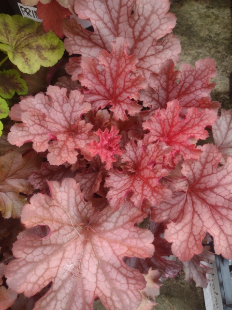 Żurawka 'Ruby Tuesday' (W)