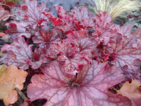 Żurawka 'Ruby Tuesday' (W)