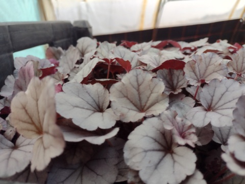 Żurawka 'Silverberry' (L)