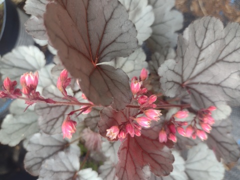 Żurawka 'Silverberry' (L)