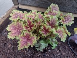 Żurawka 'Splashberry' (L)