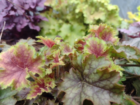 Żurawka 'Splashberry' (L)