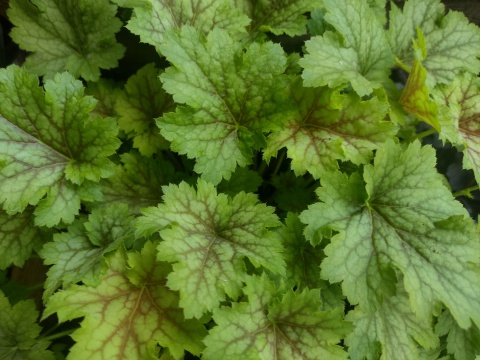 Żurawka 'Splashberry' (L)