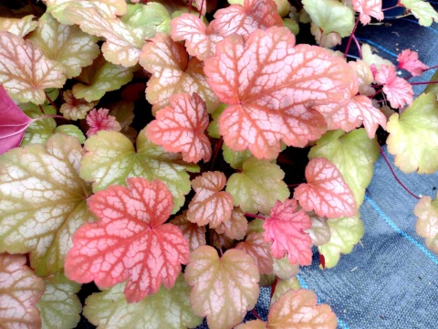 Żurawka 'Sweet Princess' (W)