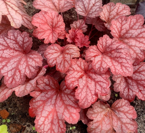 Żurawka 'Sweet Princess' (W)