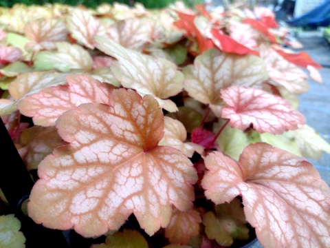 Żurawka 'Sweet Princess' (W)