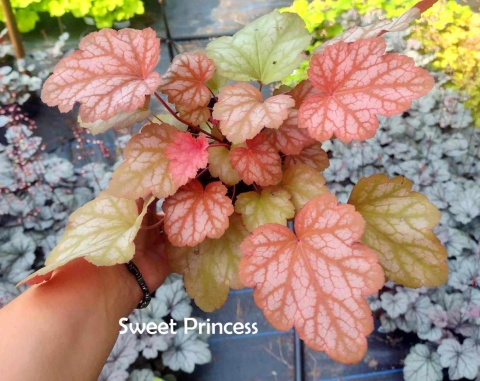 Żurawka 'Sweet Princess' (W)