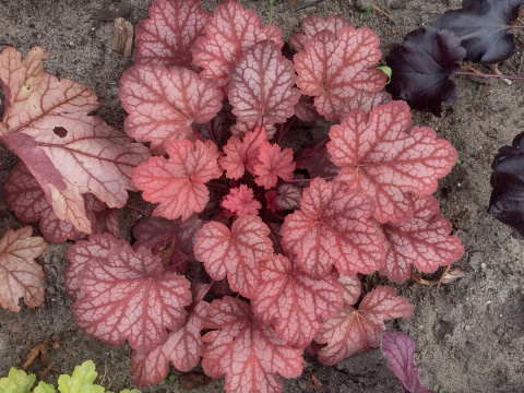 Żurawka 'Sweet Princess' (W)