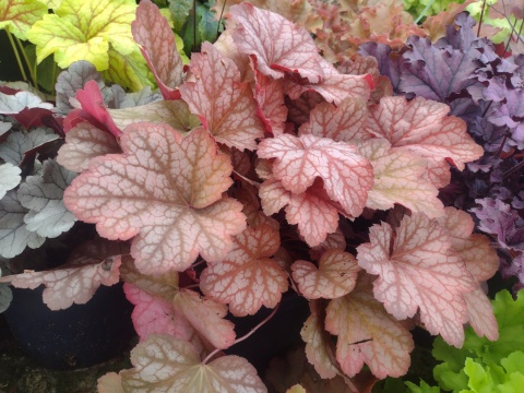 Żurawka 'Sweet Princess' (W)