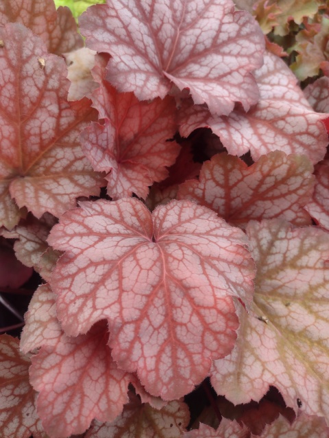 Żurawka 'Sweet Princess' (W)