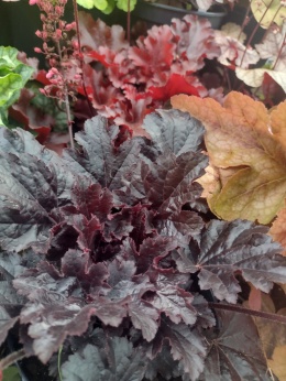 Żurawka 'Timeless Night' (W)