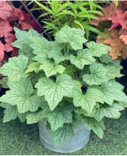 Żurawka 'Veggy Dinosaur' (L)