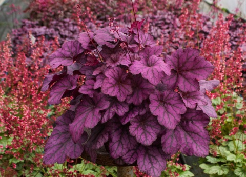 Żurawka 'Wild Rose' (L)