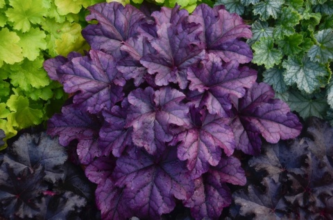 Żurawka 'Wildberry' (L)