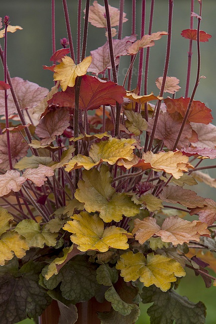 Żurawka 'World Caffé Americano' ® (W)