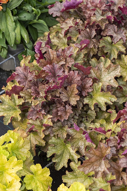 Żurawka 'World Caffé Americano' ® (W)