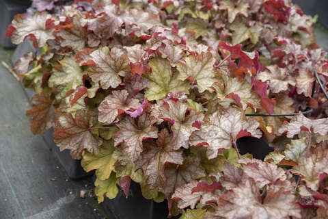 Żurawka 'World Caffé Americano' ® (W)