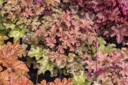 Żurawka 'World Caffé Americano' ® (W)