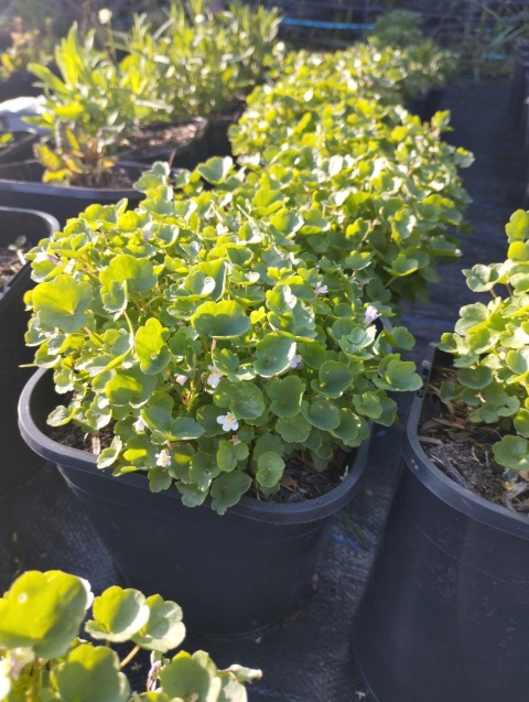 Cymbalaria murowa- Cymbalaria muralis (L)