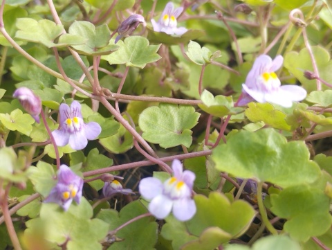 Cymbalaria murowa- Cymbalaria muralis (L)