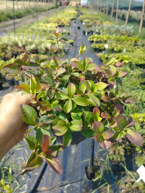 Dereń kanadyjski (W)