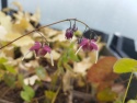 Epimedium 'Red Maximum' (GK)
