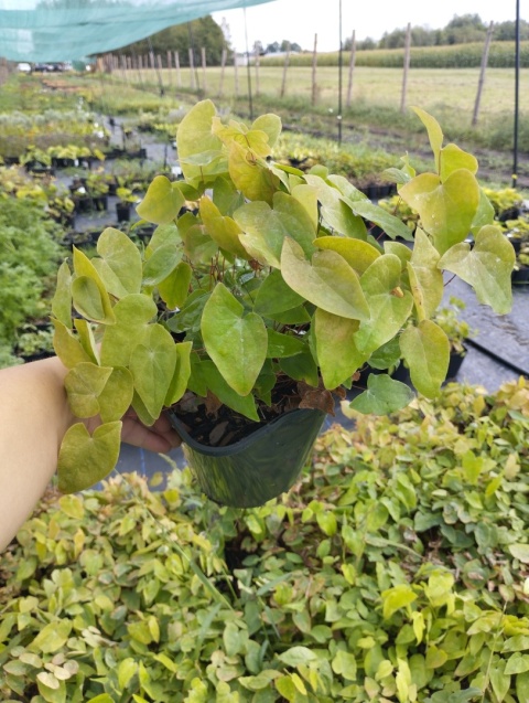 Epimedium 'Red Maximum' (L)