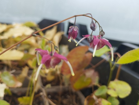 Epimedium 'Red Maximum' (W)