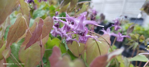 Epimedium 'Shiho' (GK)