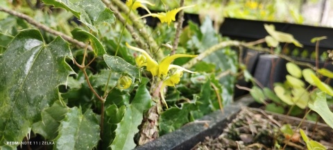 Epimedium 'Spine Tingler' (GK)