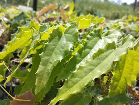 Epimedium 'Spine Tingler' (GK)