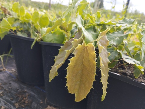 Epimedium 'Spine Tingler' (GK)