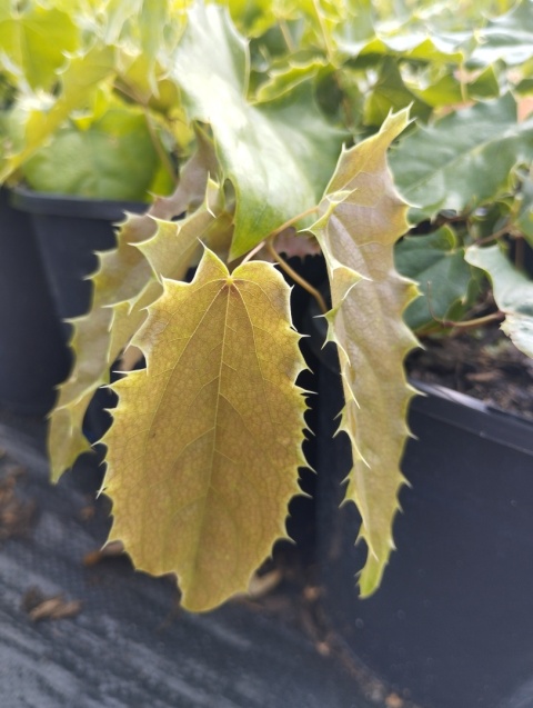 Epimedium 'Spine Tingler' (GK)